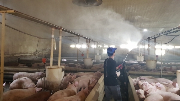 경주시의 한 돼지사육장에서 방역을 하는 모습.