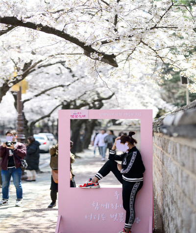 사진은 지난해 벚꽃축제.