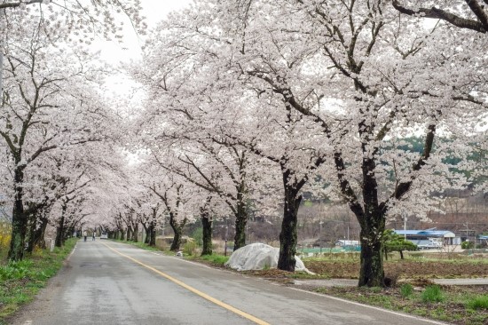 암곡동 벚꽃터널.