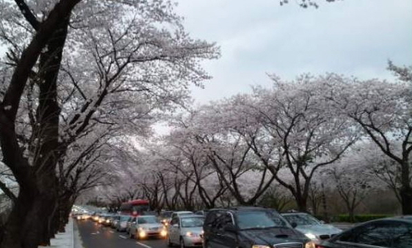 벚꽃이 흐드러지게 필때면 경주벚꽃명소마다 교통체증이 발생하고 끼어들기 차량에 의한 사고도 적지 않게 일어난다. 일상에서도 끼어들기 하는 얌체족은 늘 있다.