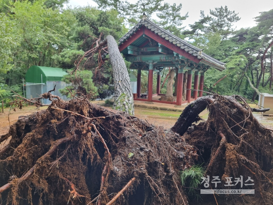 배동 석조여래삼불입상은 나무가 넘어져 보호각 지붕이 파손될 위험에 처했다. 사진 경주시 제공.