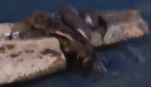 형산강에 서식하고 있는 수달모습. 사진은 동영상캡처. 영상제공 경주환경운동연합